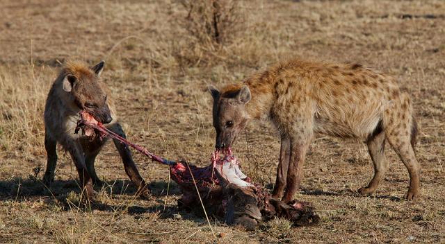076 Tanzania, N-Serengeti, hyena's.jpg